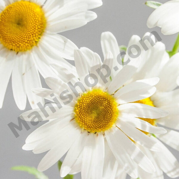 Chamomile Roman Essential Oil Min