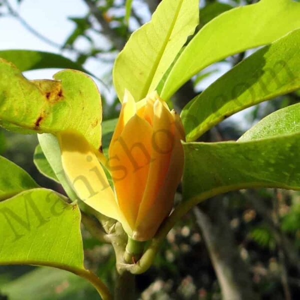 Champa Attar