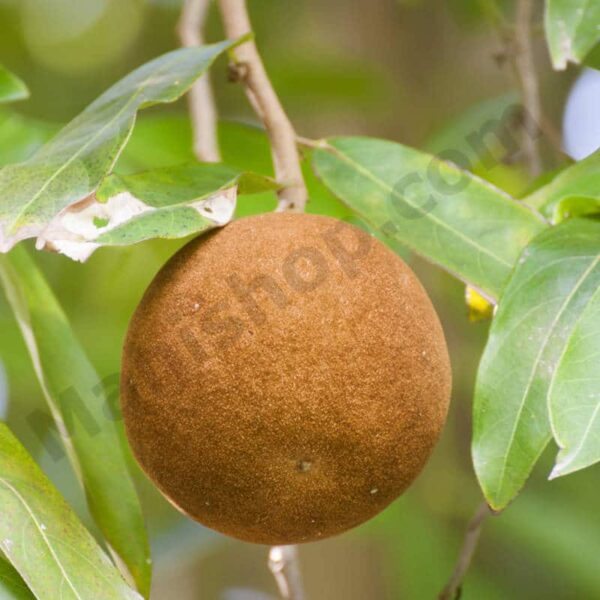 Chaulmoogra Oil