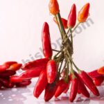 Chilli Seed Essential Oil Min