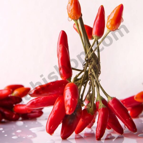 Chilli Seed Essential Oil Min