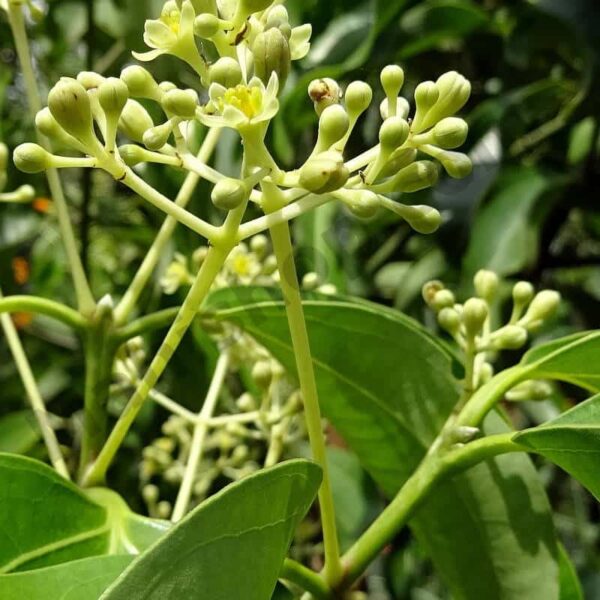 Cinnamon Essential Oil Min