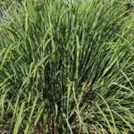 Citronella Essential Oil