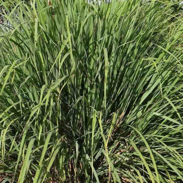 Citronella Essential Oil