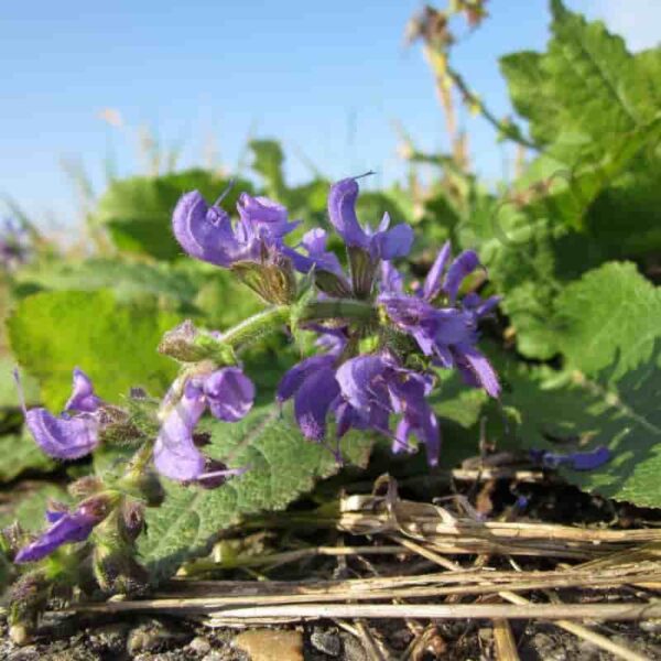 Clary Sage Hydrosol