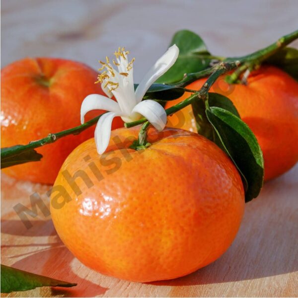Clementine Essential Oil Min