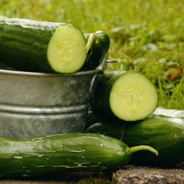 Cucumber Oil
