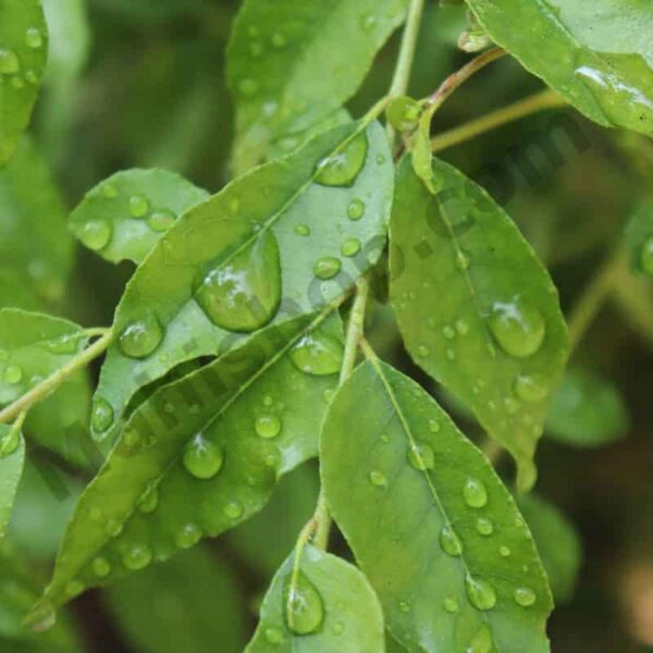 Curry Leaf Essential Oil
