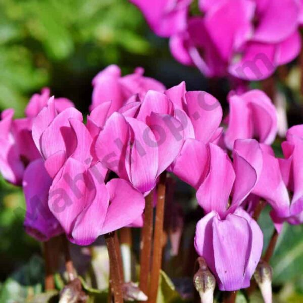 Cyclamen Essential Oil Copy