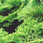 Cypress Essential Oil