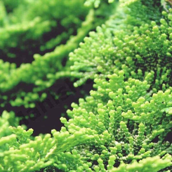Cypress Essential Oil