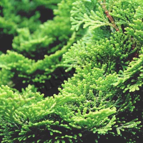 Cypress Hydrosol