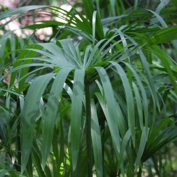 Cypriol Essential Oil