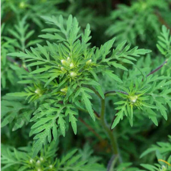 Davana Essential Oil