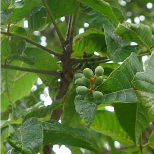 Elemi Essential Oil