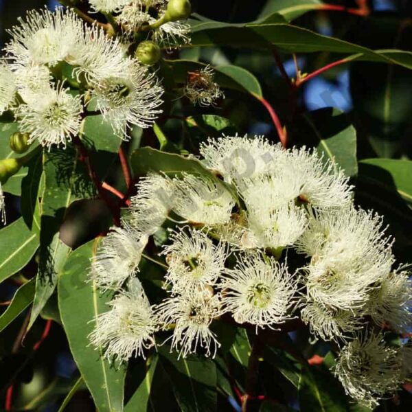 Eucalyptus Essential Oil