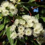 Eucalyptus Hydrosol