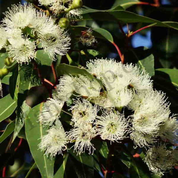 Eucalyptus Hydrosol