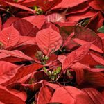 Euphorbia Essential Oil