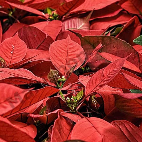 Euphorbia Essential Oil