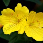 Evening Primrose Oil