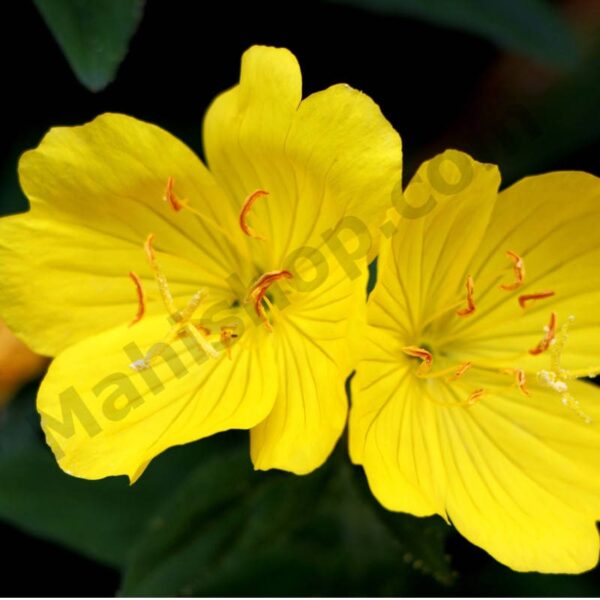Evening Primrose Oil