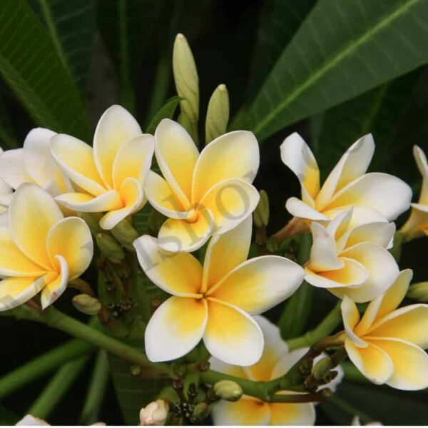 Frangipani Attar