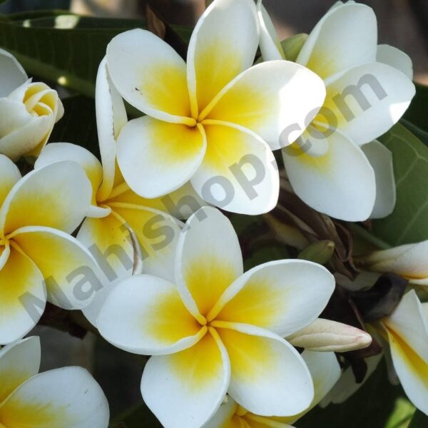 Frangipani Essential Oil