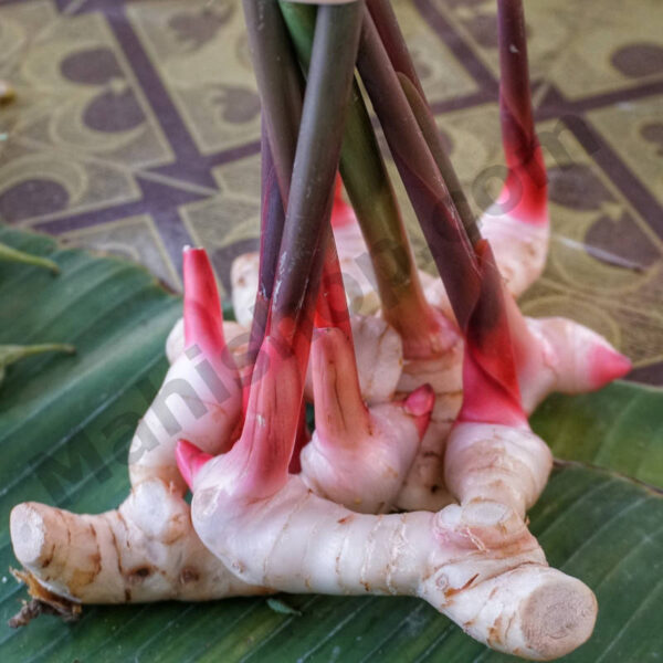 Galangal Essential Oil
