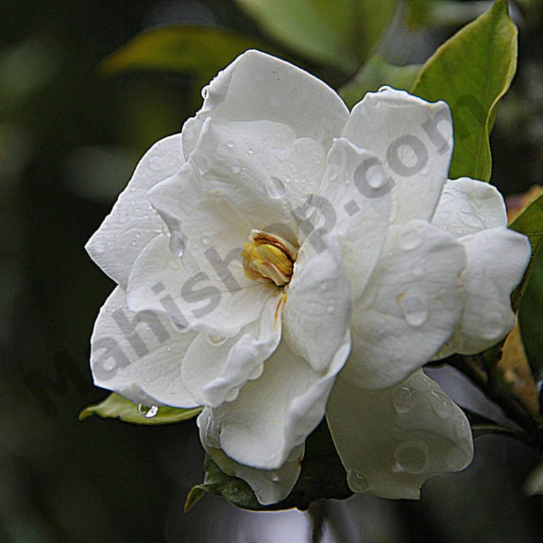 Gardenia Essential Oil