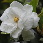 Gardenia Fragrance Oil