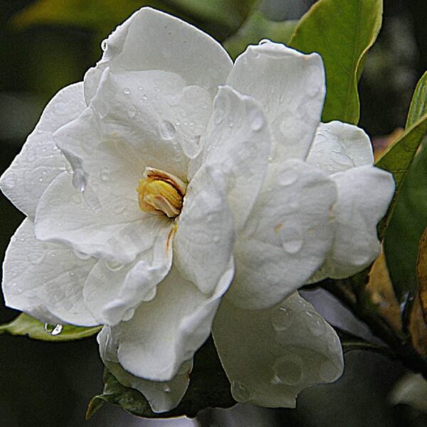 Gardenia Fragrance Oil