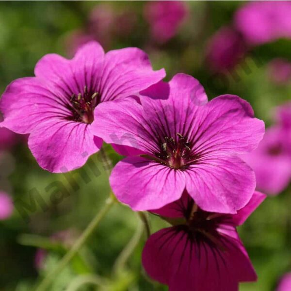 Geranium Essential Oil