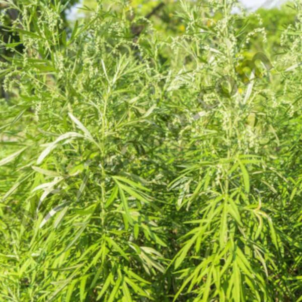 Ginger Grass Essential Oil
