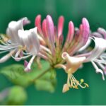 Honeysuckle Essential Oil