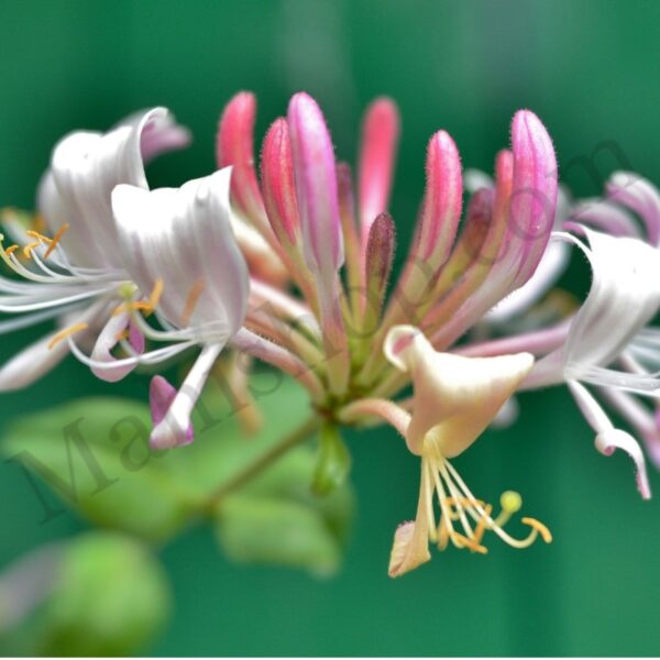Honeysuckle Essential Oil