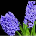 Hyacinth Floral Absolute