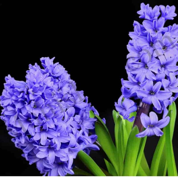 Hyacinth Floral Absolute