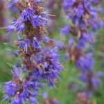 Hyssop Essential Oil