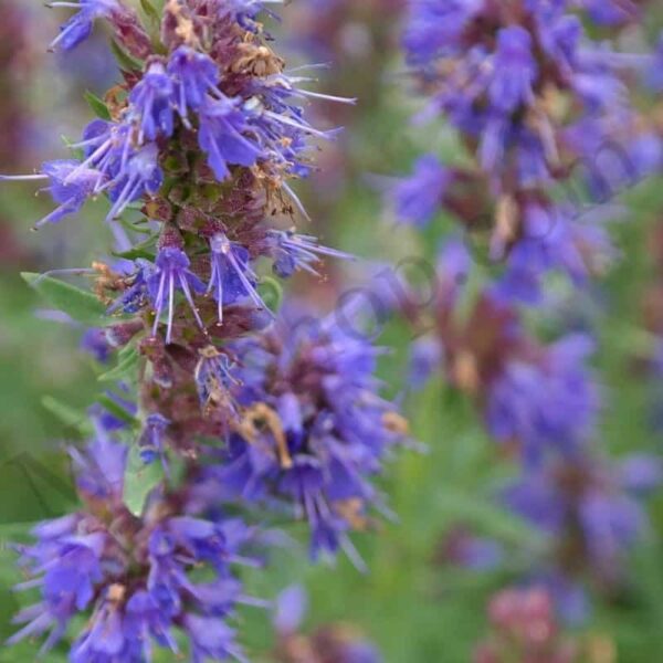 Hyssop Essential Oil