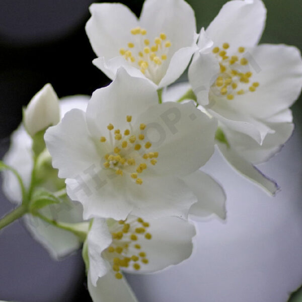 Jasmine Fragrance Oil