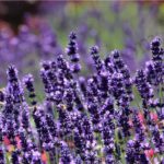 Lavender Essential Oil