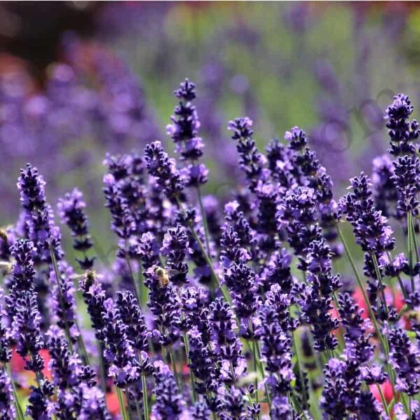Lavender Essential Oil