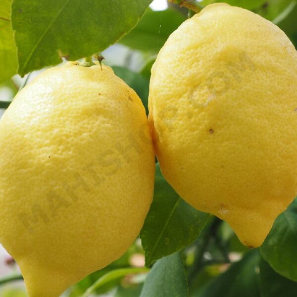 Lemon Fragrance Oil