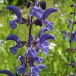 Organic Clary Sage Essential Oil