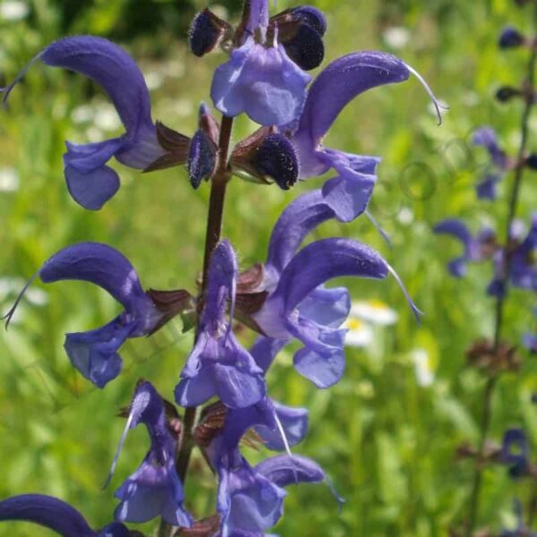 Organic Clary Sage Essential Oil