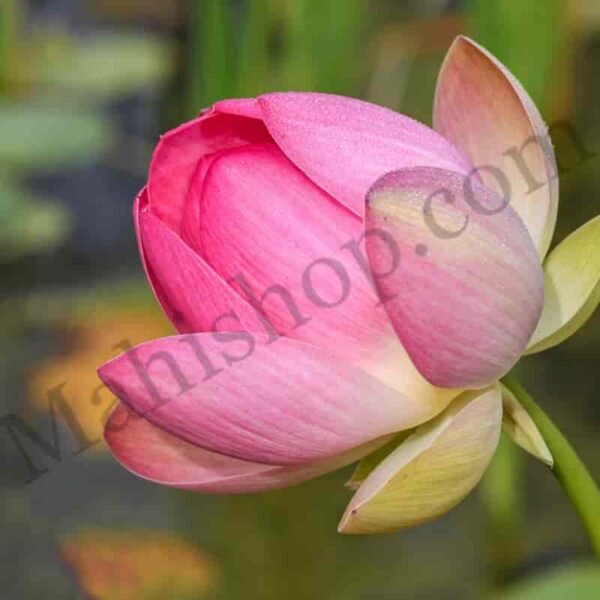Pink Lotus Floral Absolute