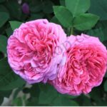 Rose Damascena Floral Absolute