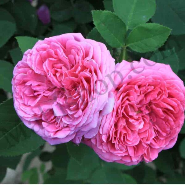 Rose Damascena Floral Absolute