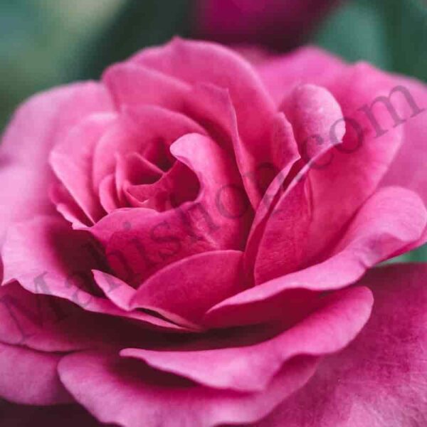 Rose Floral Absolute